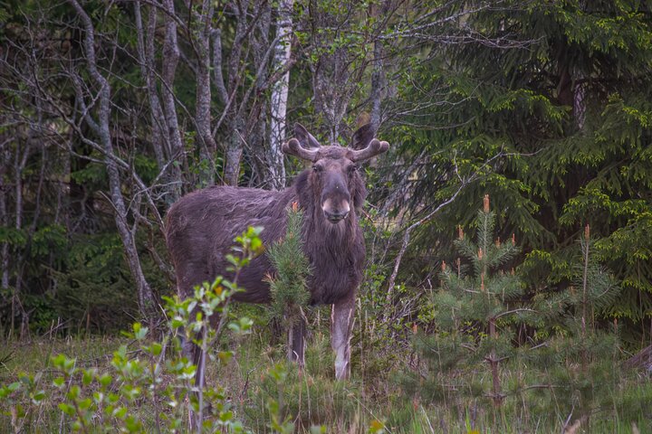 From Helsinki: Moose & Wildlife Safari with Campfire Dinner