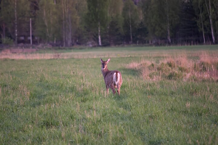 From Helsinki: Moose & Wildlife Safari with Campfire Dinner
