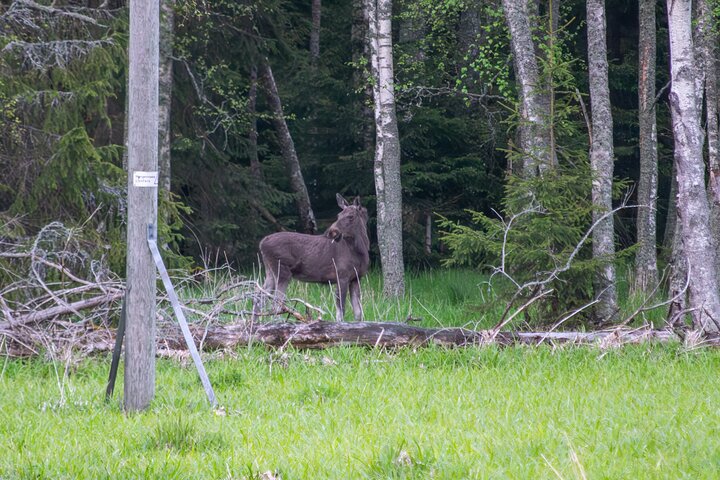 From Helsinki: Moose & Wildlife Safari with Campfire Dinner
