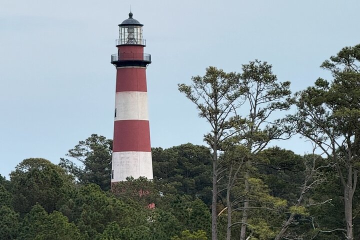 Wildlife Boat Tour with Wild Ponies and Dolphins in Chincoteague