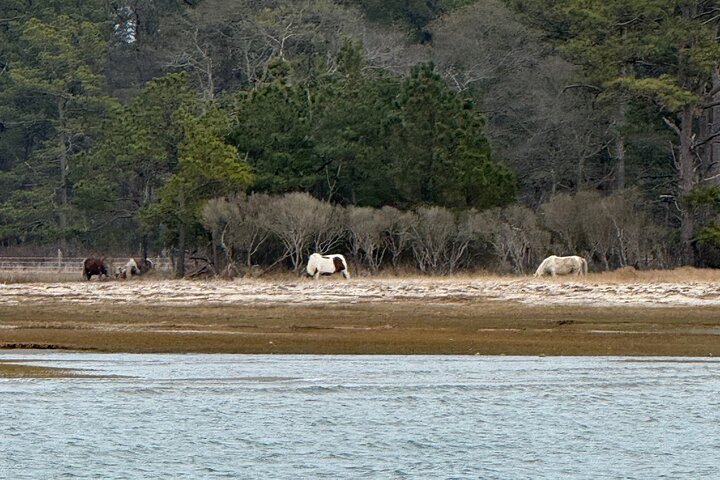 Wildlife Boat Tour with Wild Ponies and Dolphins in Chincoteague