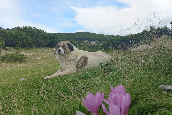 From Sarajevo: Full-Day Hike to Lukomir Village