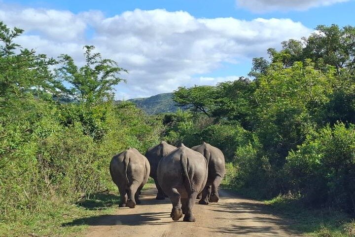 Hluhluwe-iMfolozi Park - Exclusive Full Day Safari