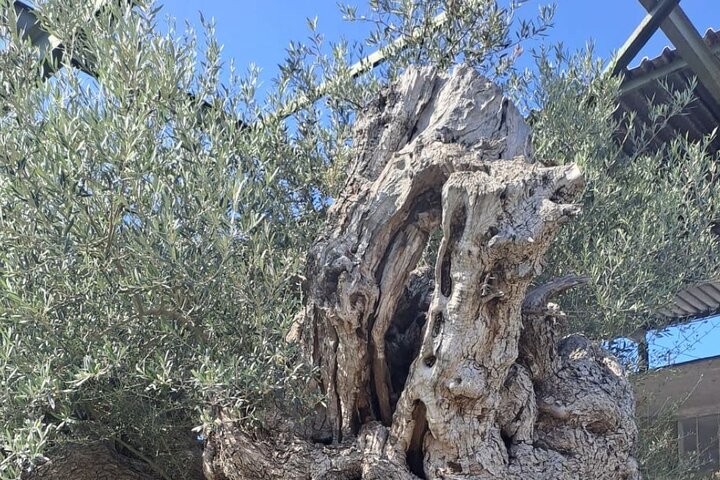 Kournas Lake Argiroupolis and olive oil factory from Rethymno