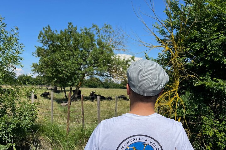 Montpellier Guided Ride in Little Camargue by Electric Bike