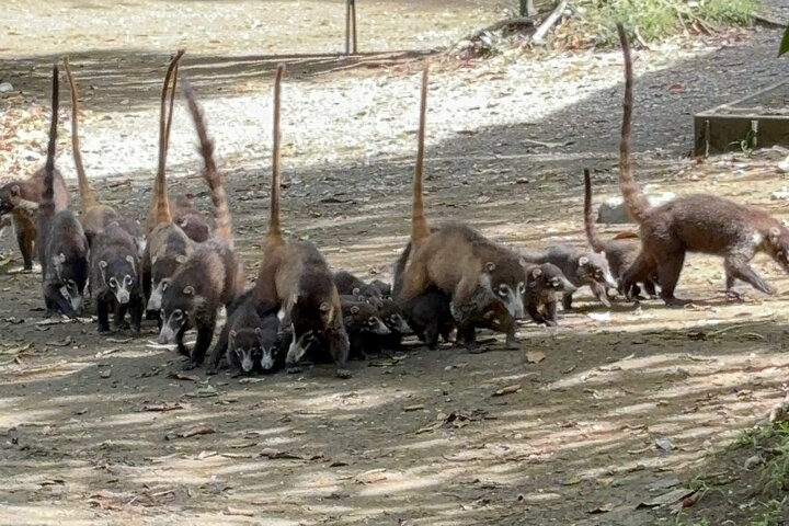 Corcovado National Park Sirena Day Tour From Puerto Jimenez