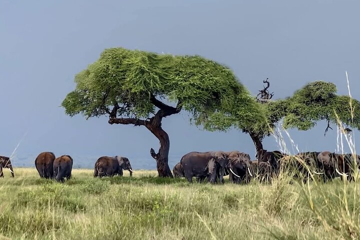 Day Tour To Amboseli National Park From Nairobi