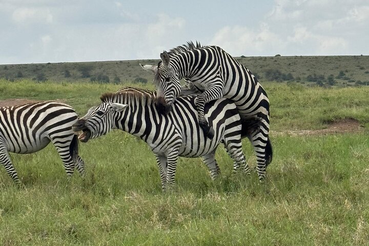 Day Tour To Amboseli National Park From Nairobi