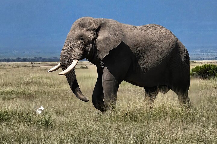 Day Tour To Amboseli National Park From Nairobi