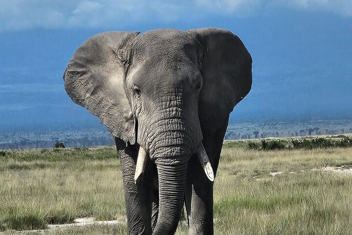 Day Tour To Amboseli National Park From Nairobi
