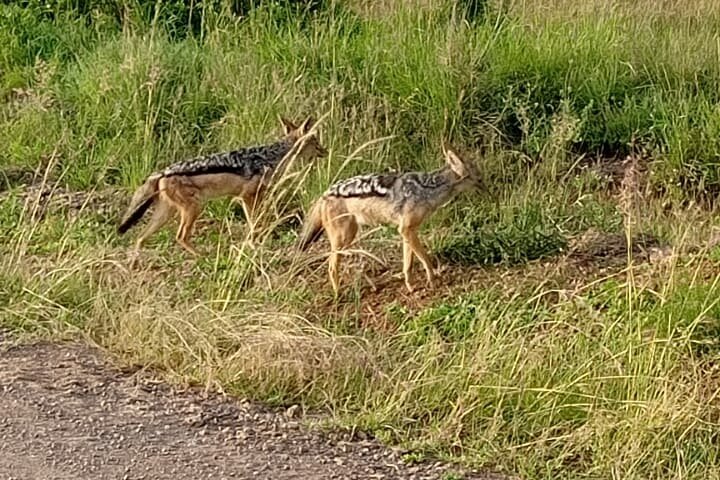 Day Tour To Amboseli National Park From Nairobi