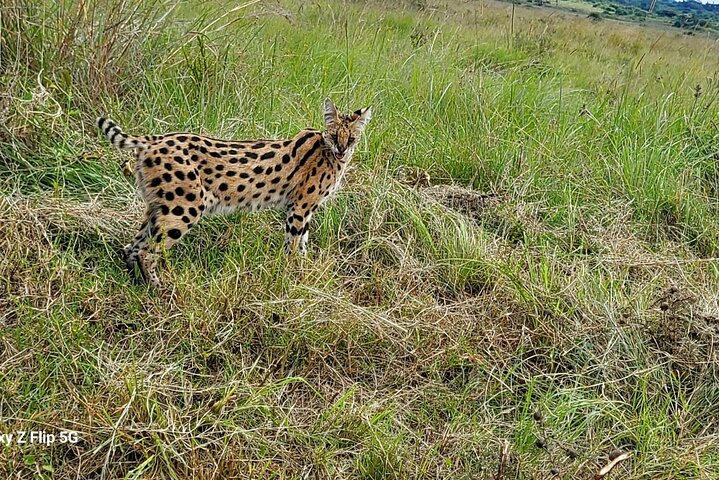 Day Tour To Amboseli National Park From Nairobi
