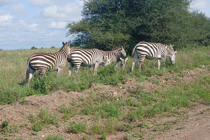Day Tour To Amboseli National Park From Nairobi