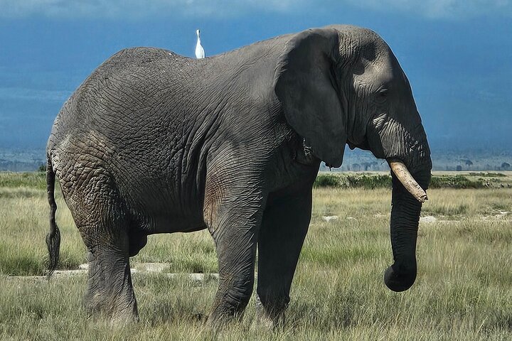 Day Tour To Amboseli National Park From Nairobi