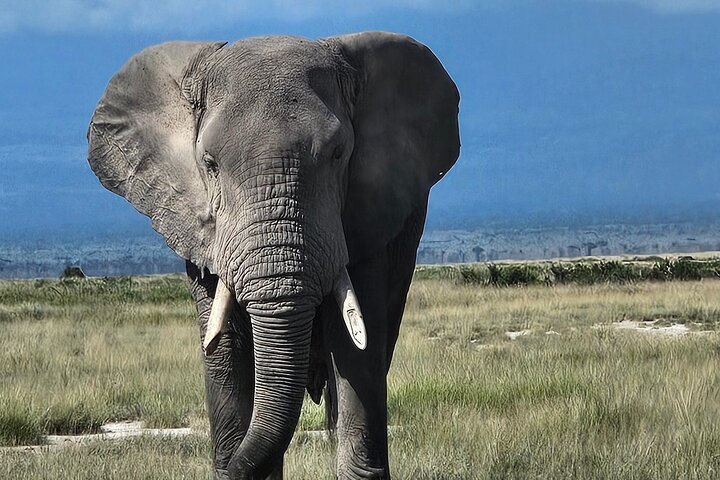Day Tour To Amboseli National Park From Nairobi