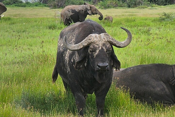 Day Tour To Amboseli National Park From Nairobi