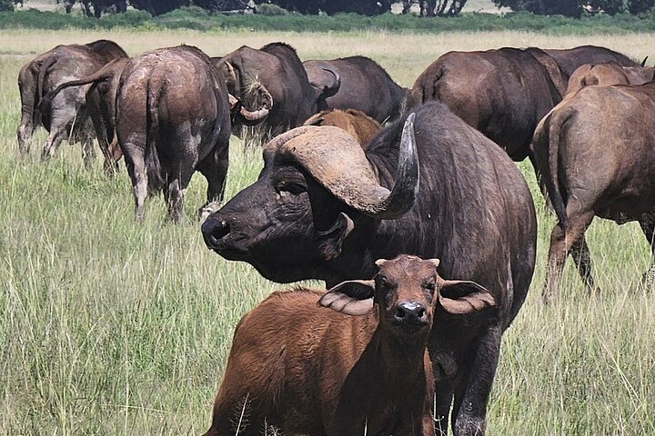 Day Tour To Amboseli National Park From Nairobi