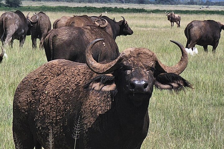 Day Tour To Amboseli National Park From Nairobi