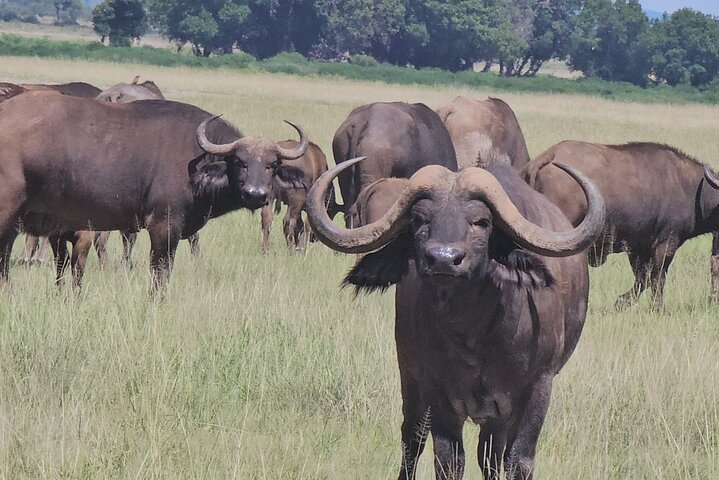 Day Tour To Amboseli National Park From Nairobi