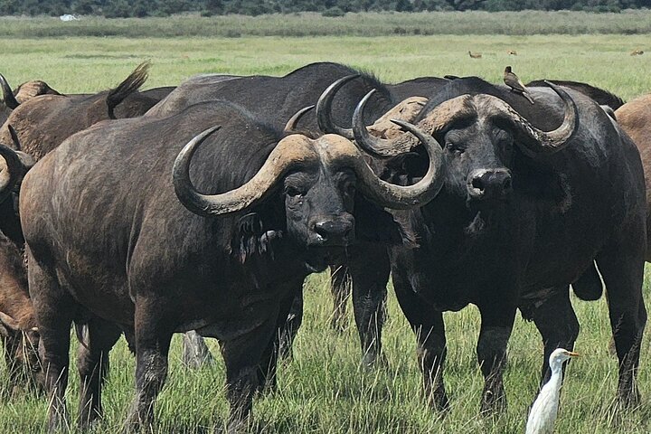 Day Tour To Amboseli National Park From Nairobi