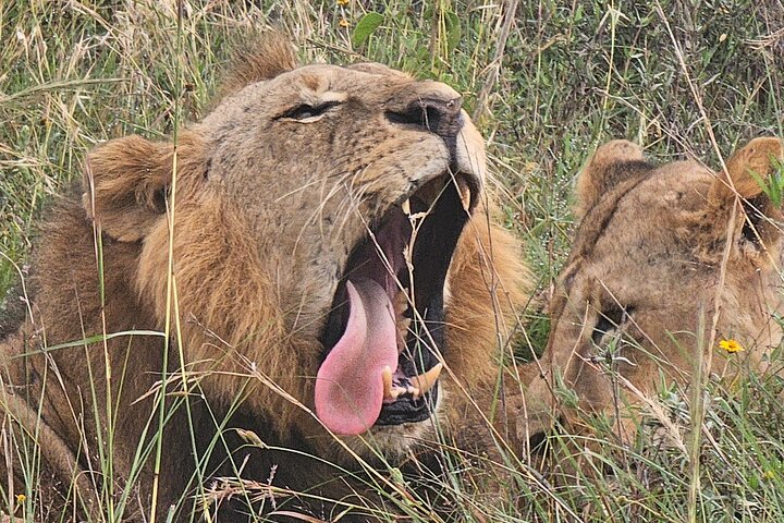 Day Tour To Amboseli National Park From Nairobi