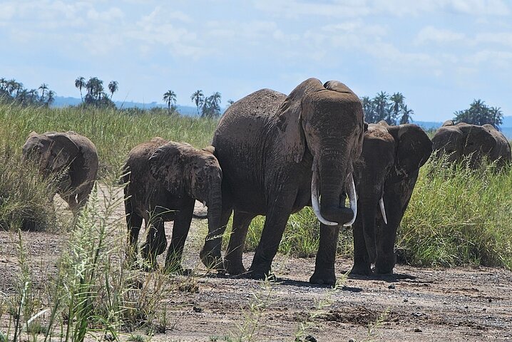 Day Tour To Amboseli National Park From Nairobi
