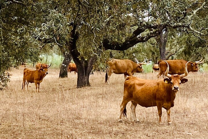Visit to the Cortiza and Herdade Alentejo Factory with lunch