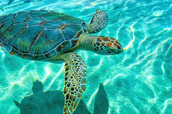 Nassau: 3 islands Pigs,Turtles,Snorkel & Beach Club with lunch