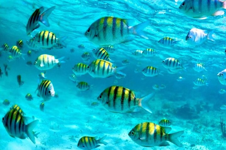 Nassau: 3 islands Pigs,Turtles,Snorkel & Beach Club with lunch
