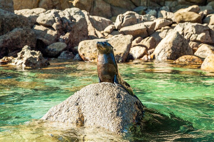 Full-Day Abel Tasman National Park Hiking Tour with Cruise