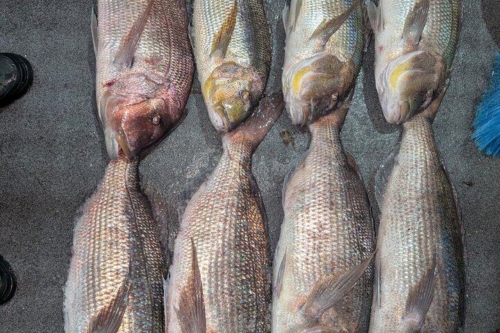 Fishing in the Strait of Gibraltar