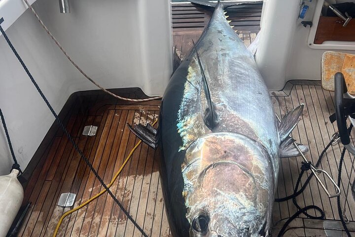 Fishing in the Strait of Gibraltar