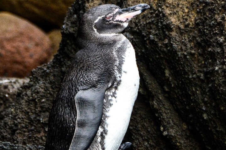 8 Day Galapagos Island Hopping For Divers