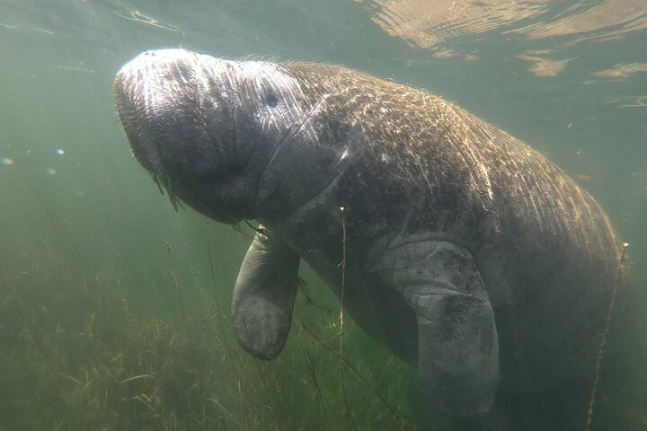 Classic Crystal River Manatee Swim Tour with Free Photos