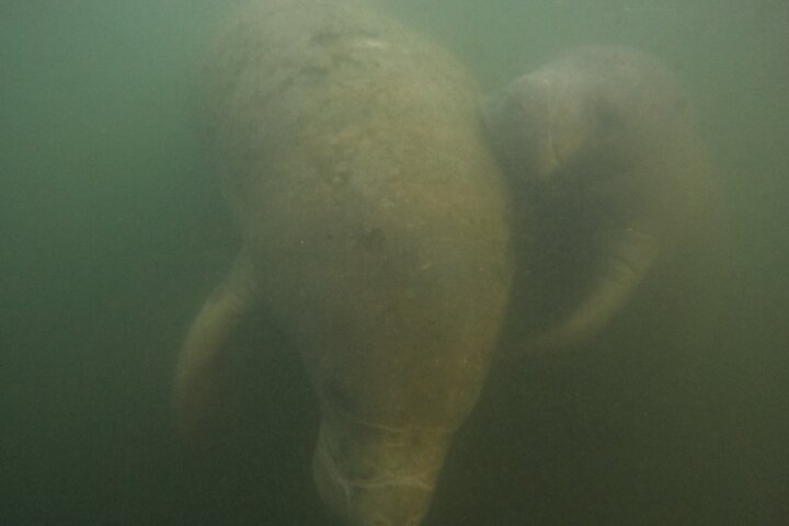 Classic Crystal River Manatee Swim Tour with Free Photos