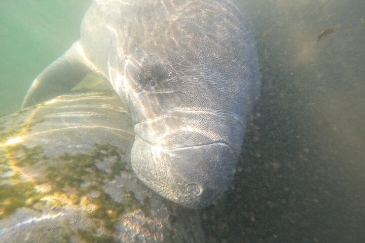 Classic Crystal River Manatee Swim Tour with Free Photos