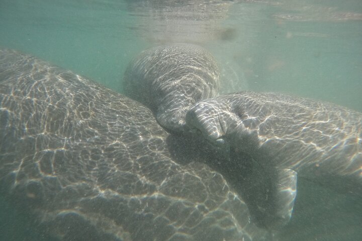 Classic Crystal River Manatee Swim Tour with Free Photos