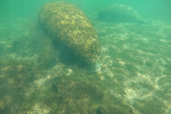 Classic Crystal River Manatee Swim Tour with Free Photos