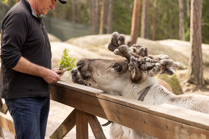 Northern Elegance: Private Reindeer Safari & Fireside Picnic*****