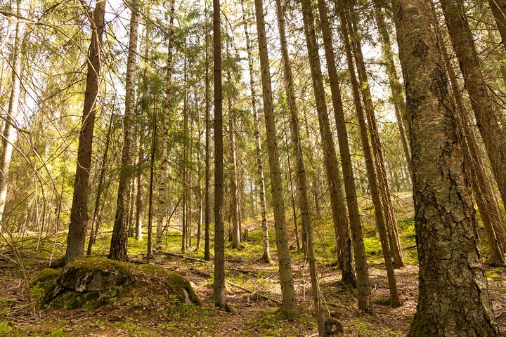 Northern Elegance: Private Reindeer Safari & Fireside Picnic*****