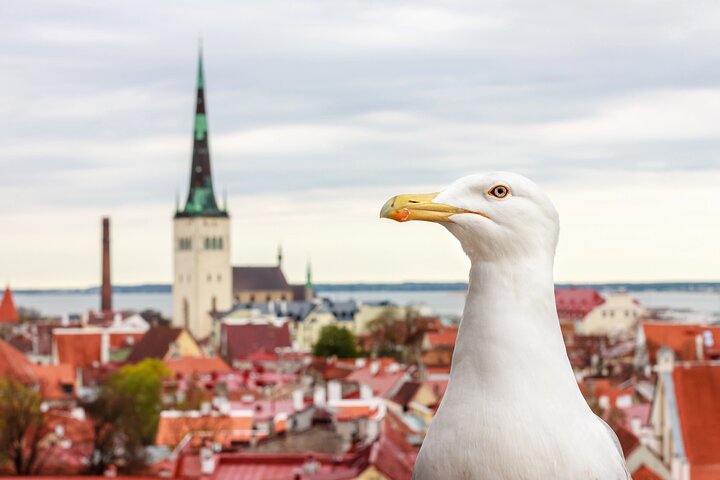 Guided Old Town Tallinn Historical Walking Tour