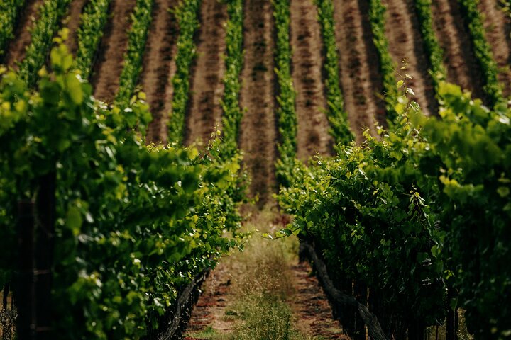 Half Day Guided Electric Bike Wine Tasting Tour with Lunch