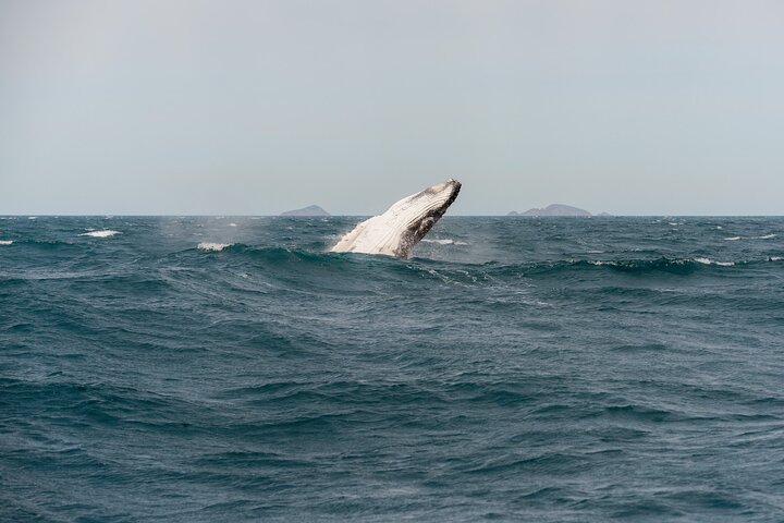 Whale Watching Cruise from Tidal River