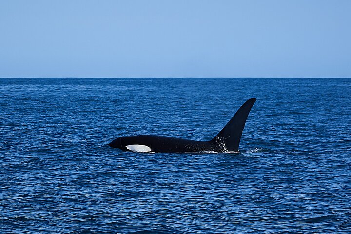 Whale Watching Cruise from Tidal River