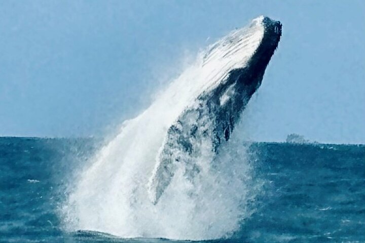 Whale Watching Cruise from Tidal River