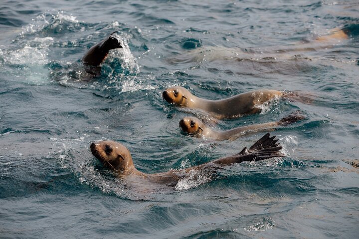 Whale Watching Cruise from Tidal River