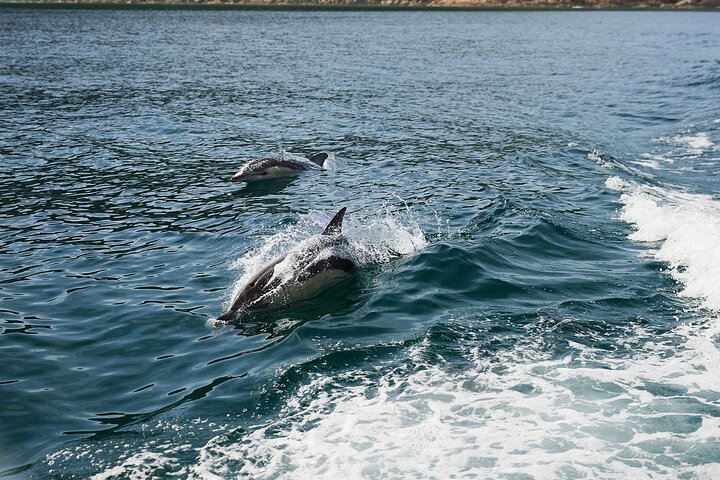 Whale Watching Cruise from Tidal River