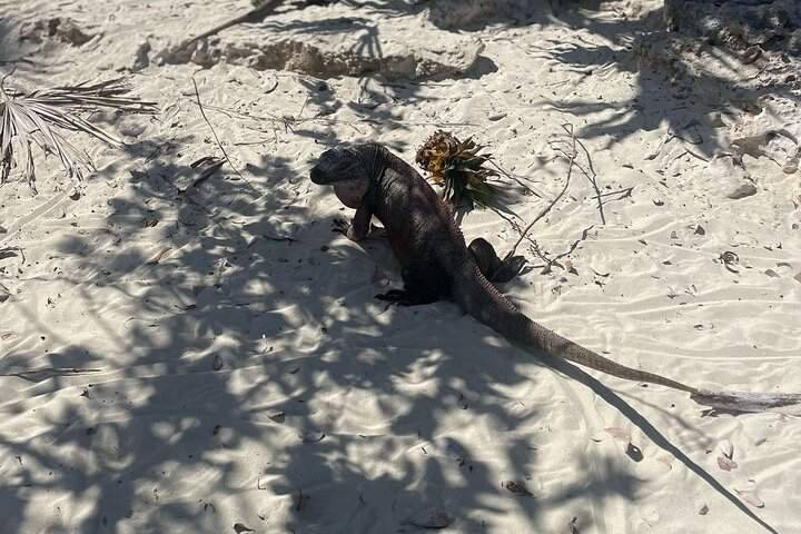 Great Exuma: Private Island-Hopping Boat Tour with Swimming Pigs