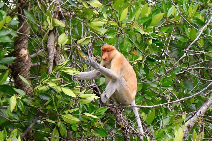 Brunei Mangrove River Safari