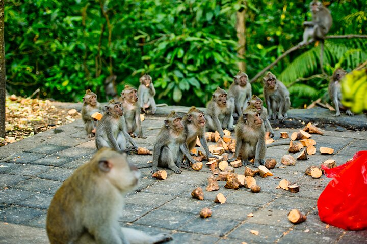 Discover The Best of Ubud: All-Inclusive and Private Guided Tour